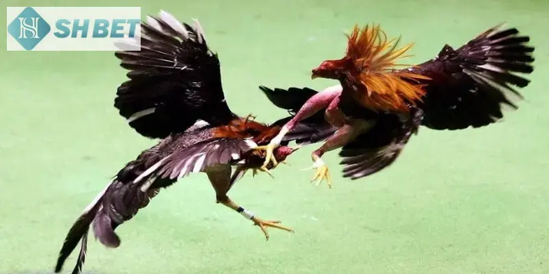 Lưu ý SHBET dành cho anh em tham gia