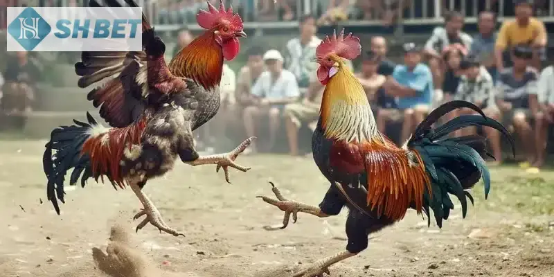 Tìm hiểu chi tiết về gà đá trực tiếp SHBET