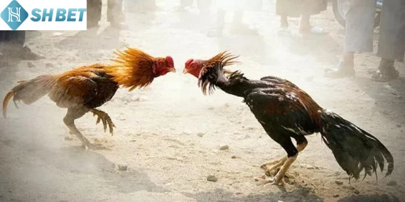 Sân chơi đá gà Thomo Campuchia kịch tính hơn bao giờ hết